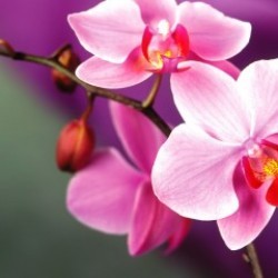 Orchid